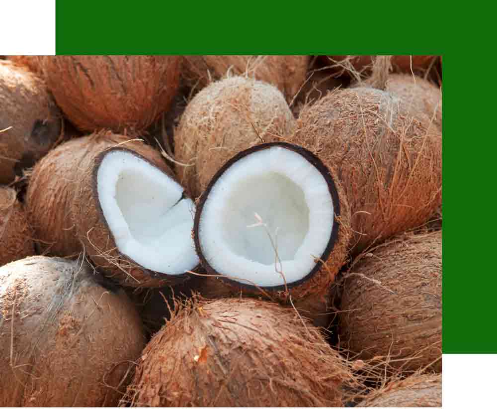 Whole and cracked fresh coconuts showing the white coconut meat inside