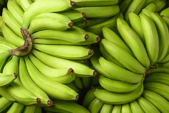 Fresh green bananas used in traditional Puerto Rican pasteles masa